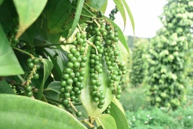Vietnam's pepper export nears US$500 million